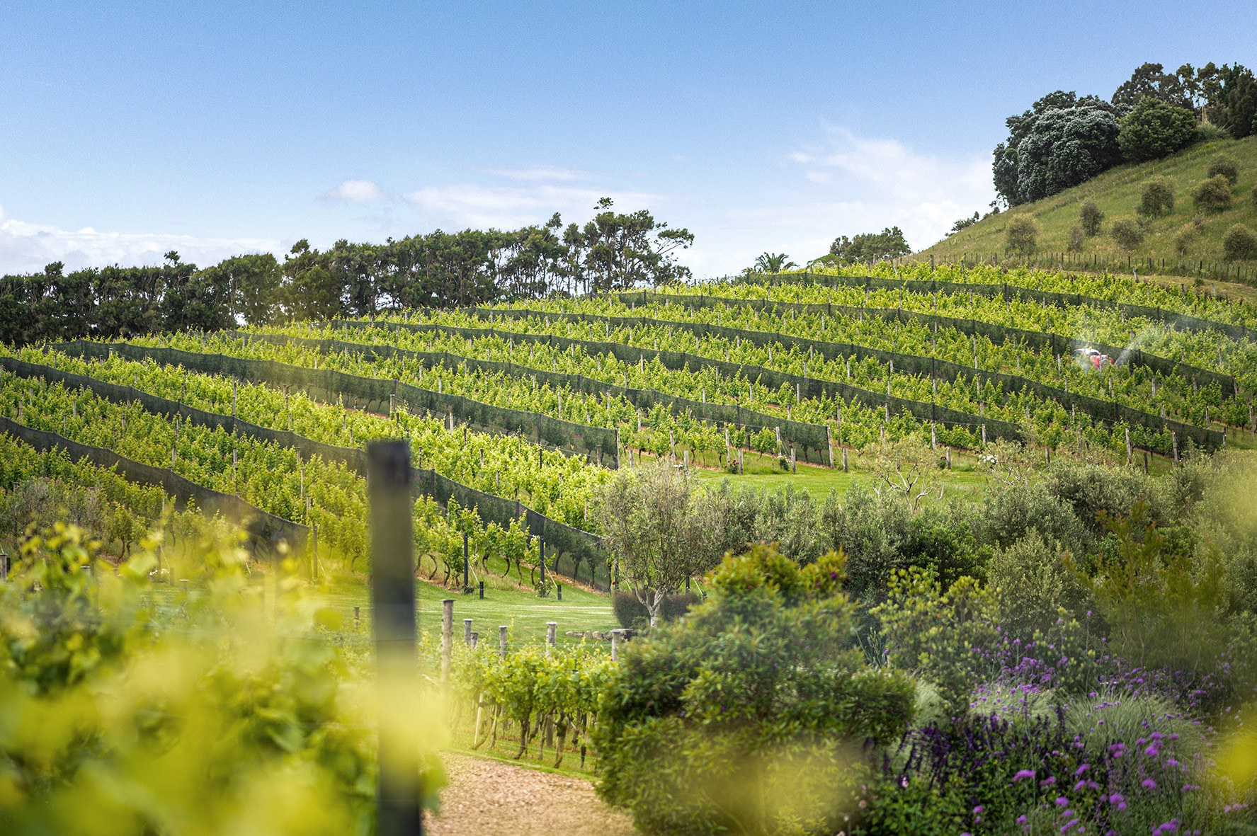 Stunning view of Tantalus Estate Vineyard in the Onetangi Valley, Waiheke Island.